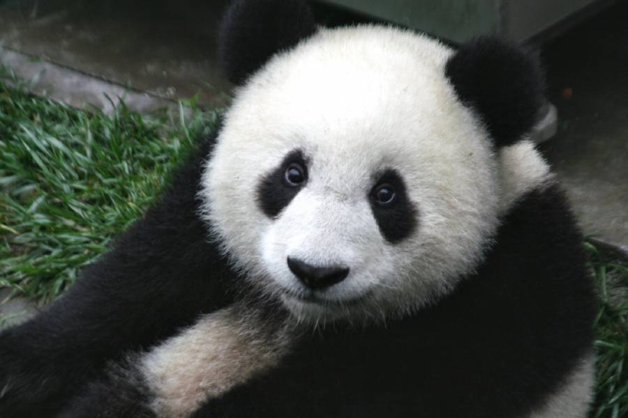 panda-giant-black-and-white-cute.jpg